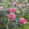 Detailbild