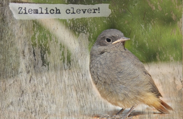 19_ziemlichclever