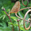 vogel_web