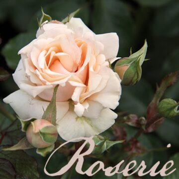 Rosen (Okt-Mrz)