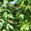 Rosenstab-mit-vogel