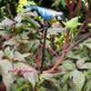Rosenstab-mit-vogel