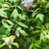 Rosenstab-mit-vogel