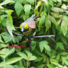 Rosenstab-mit-vogel