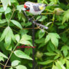 Rosenstab-mit-vogel