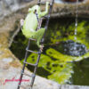 frosch-prinz