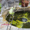 frosch-prinz