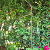 clematis halter